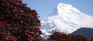 Annapurna Region