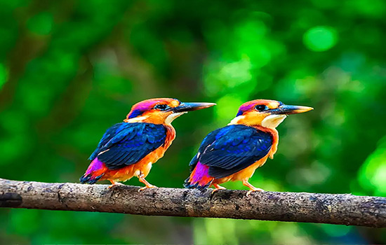 Birdwatching in Nepal