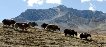 Dolpo Region