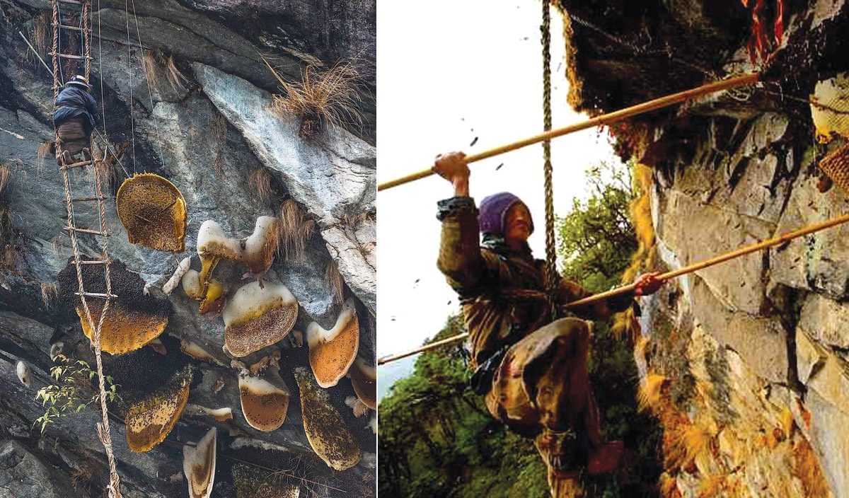 Honey Hunting Trip in Nepal